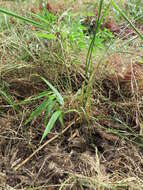 Image of arrow bamboo