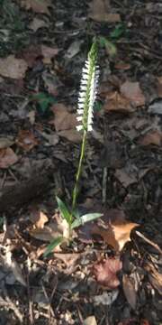 Image of October lady's tresses