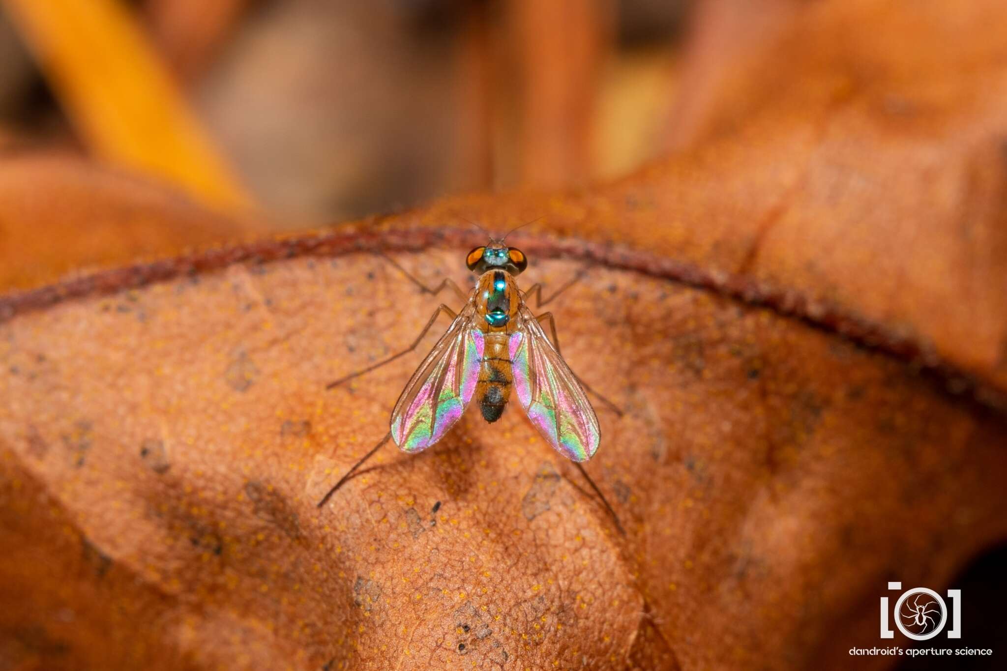 Imagem de Amblypsilopus dorsalis (Loew 1866)