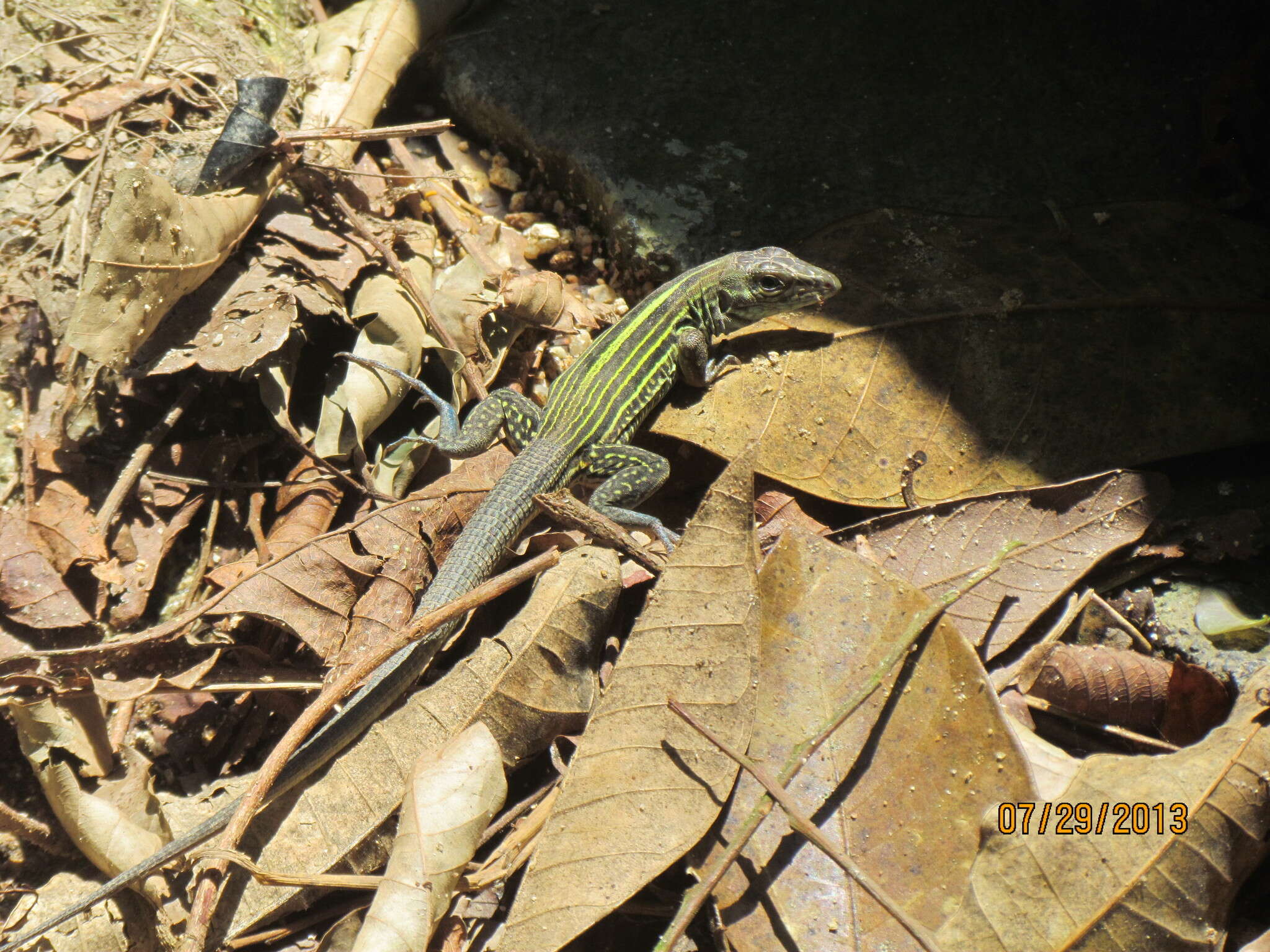 Image of Many-lined Whiptail