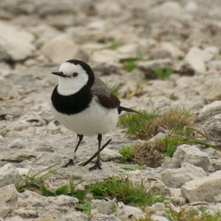 Image of White-fronted Chat