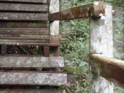 Image of Asian pygmy squirrel