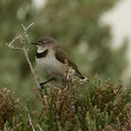 Image of White-fronted Chat