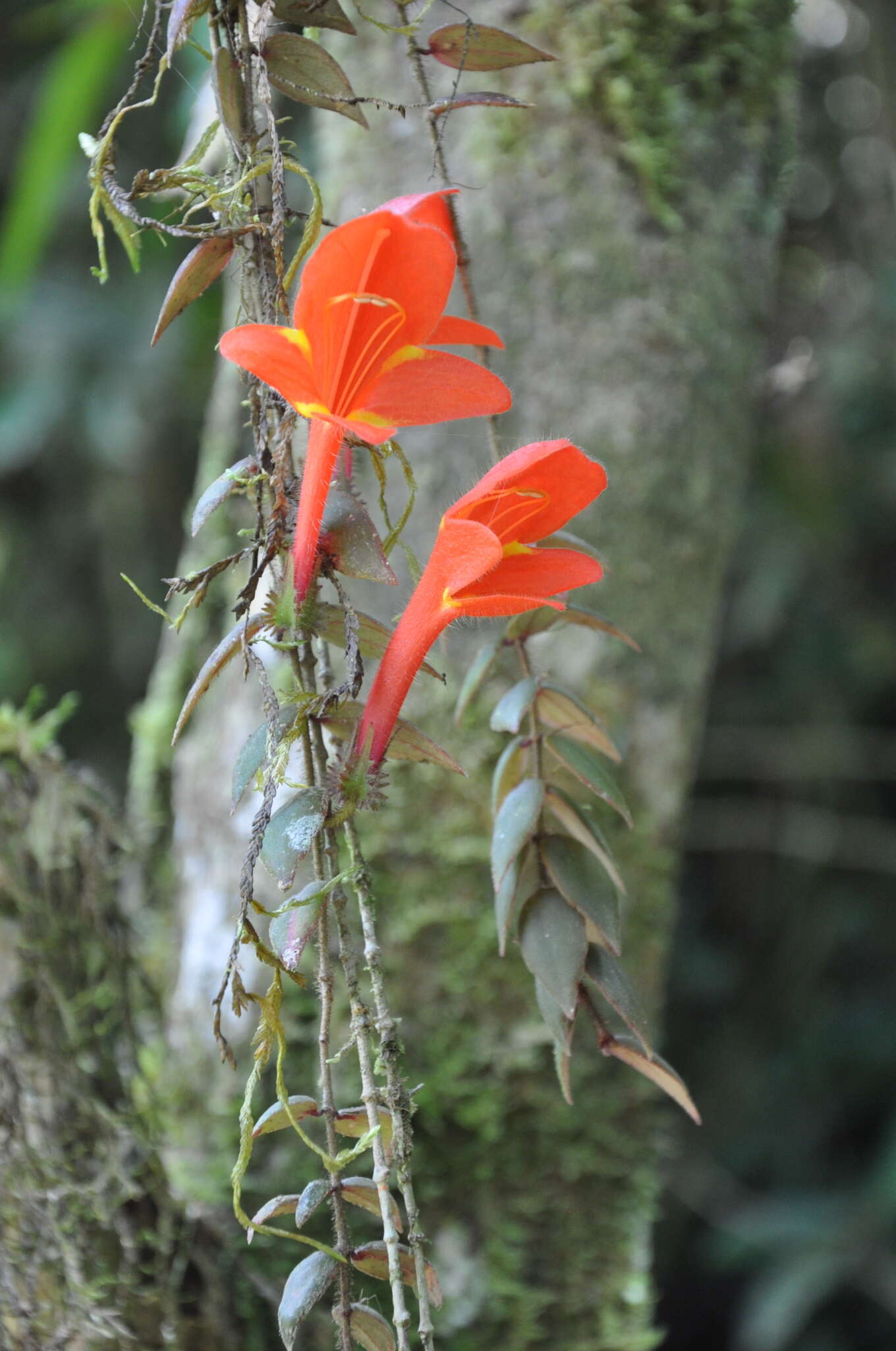 Image of Columnea arguta C. V. Morton