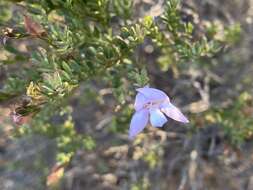 Image of Eremophila pustulata S. Moore