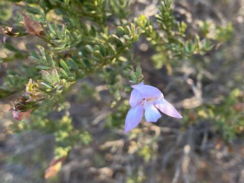 Imagem de Eremophila pustulata S. Moore