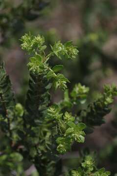 Morella cordifolia (L.) D. J. B. Killick resmi