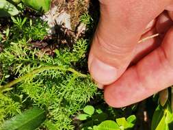 Sivun Achillea clusiana Tausch kuva