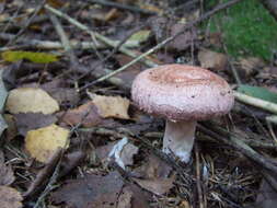 Image of Woolly Milkcap