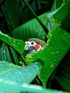 Image of Brown-hooded Parrot