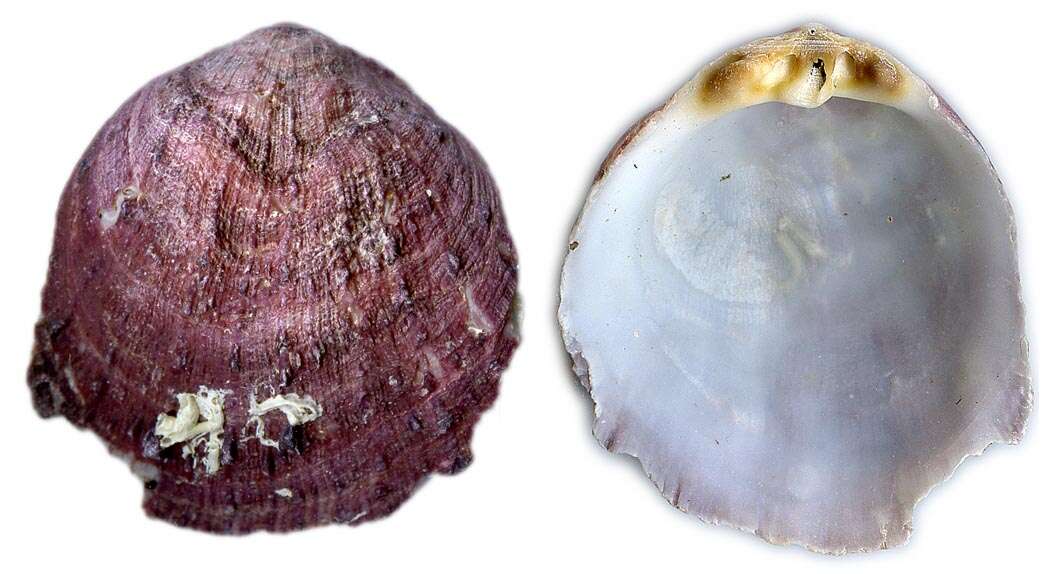 Image of Spinous Scallop