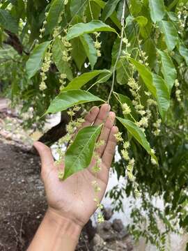 Image of White Cogwood