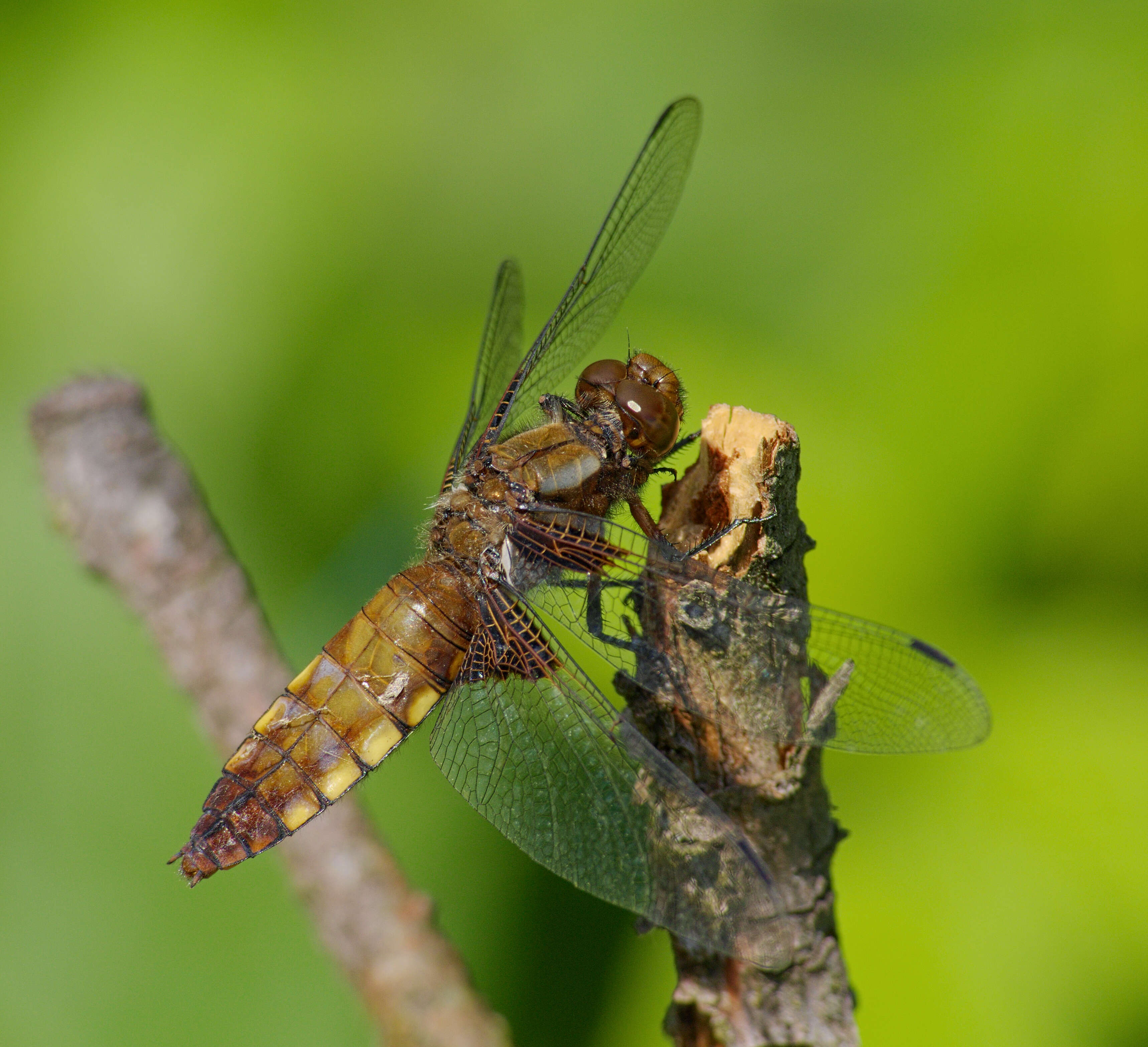 Image of Broad-bodied chaser