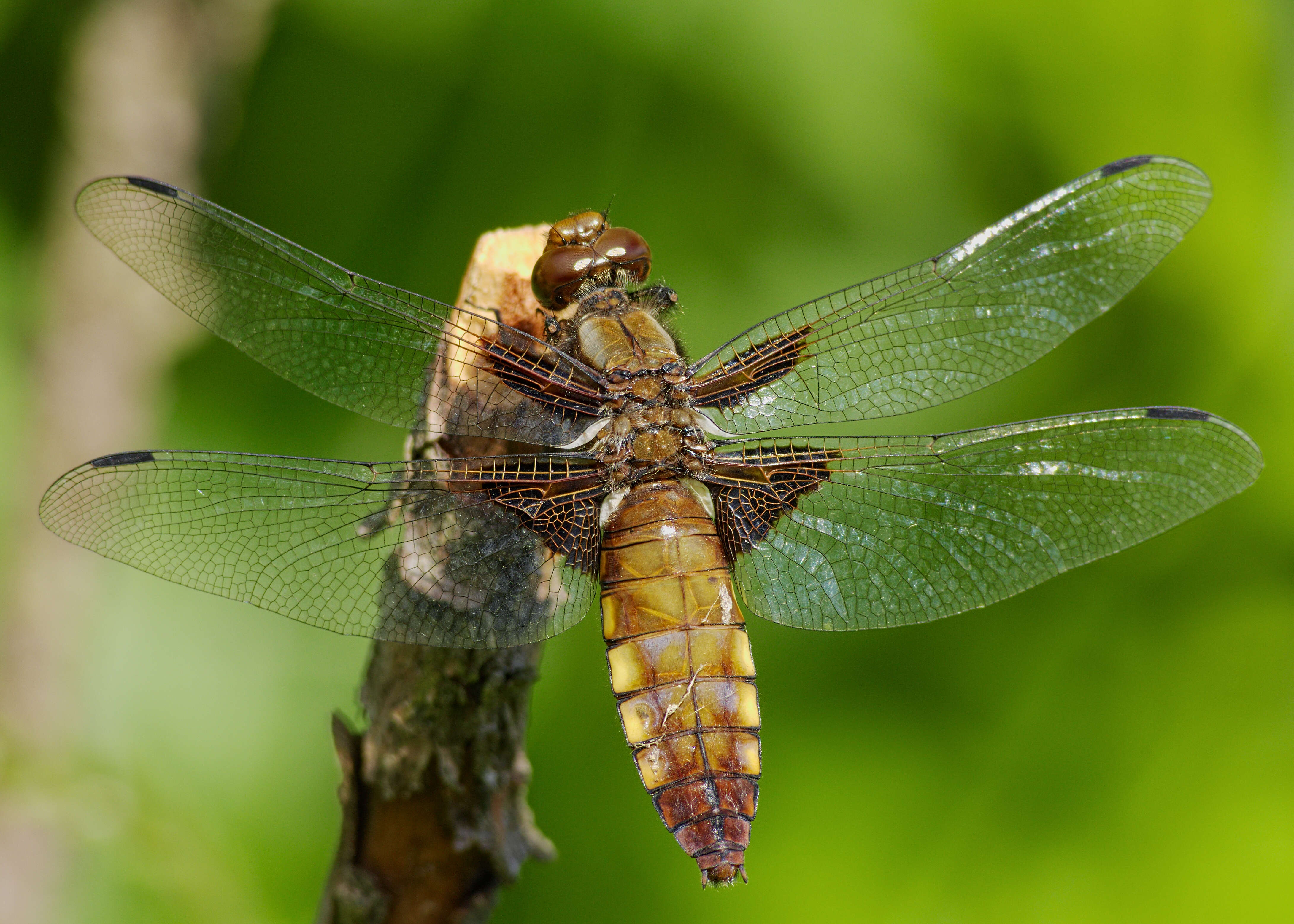 Image of Broad-bodied chaser