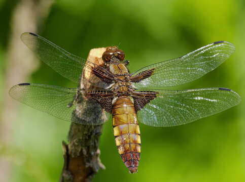 Image of Broad-bodied chaser