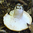 Image de Hygrophore des bois