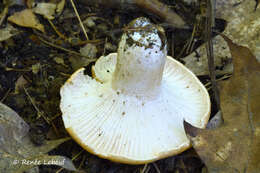 Imagem de Hygrophorus nemoreus (Pers.) Fr. 1838