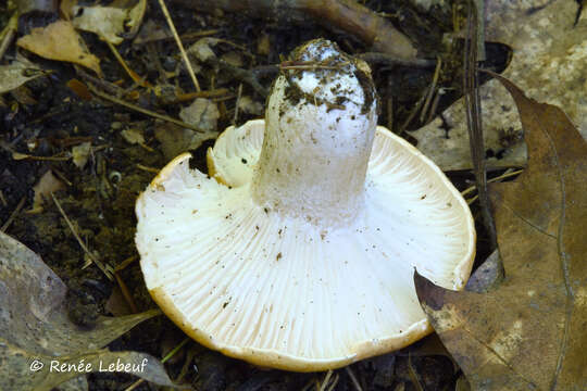 Image of Hygrophorus nemoreus (Pers.) Fr. 1838