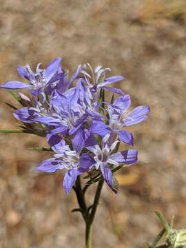 Imagem de Eriastrum densifolium subsp. densifolium