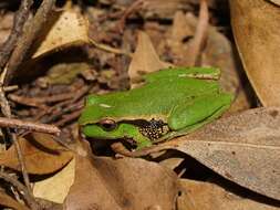 Ranoidea nudidigita (Copland 1963)的圖片