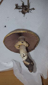 Image of Dark scaled mushroom