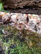 Image of Pseudoclitocybe