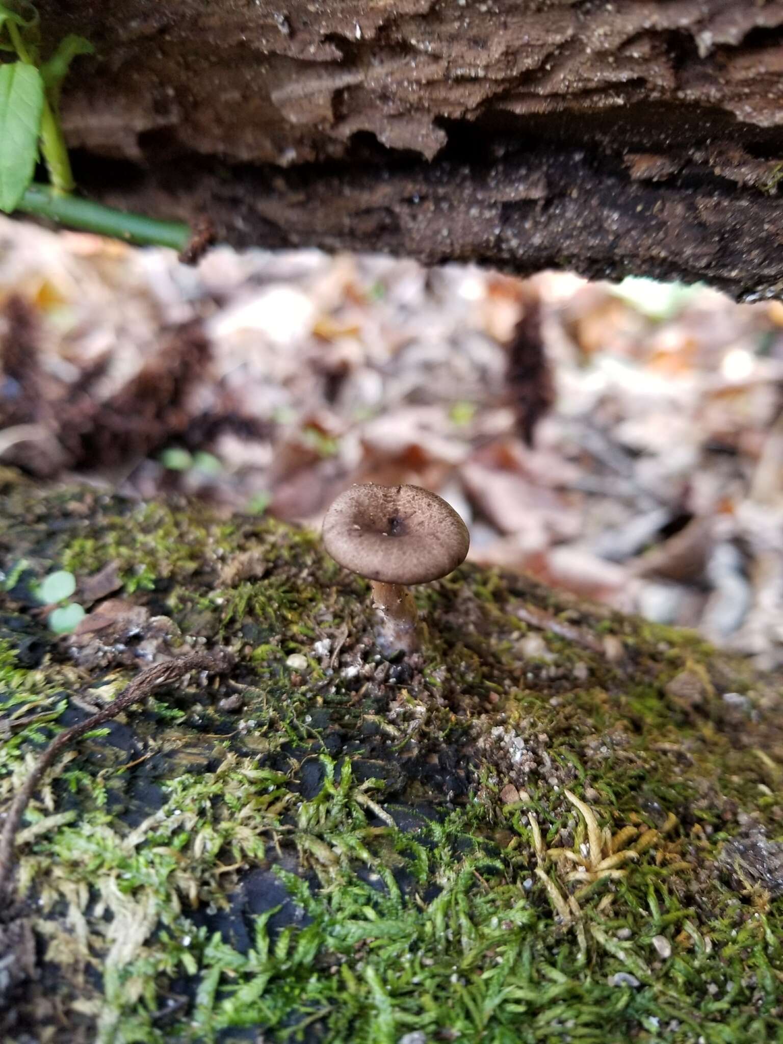 Image of Pseudoclitocybe