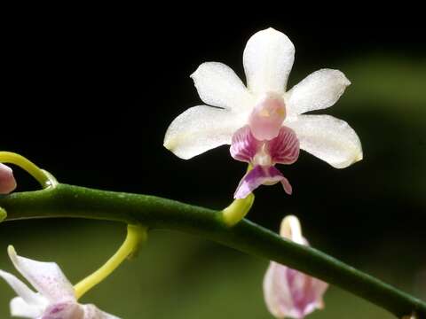 Image of Phalaenopsis parishii Rchb. fil.