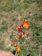 Image of small-leaf globemallow