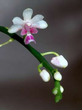 Image of Phalaenopsis parishii Rchb. fil.