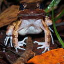 Image of Loreto White-lipped Frog