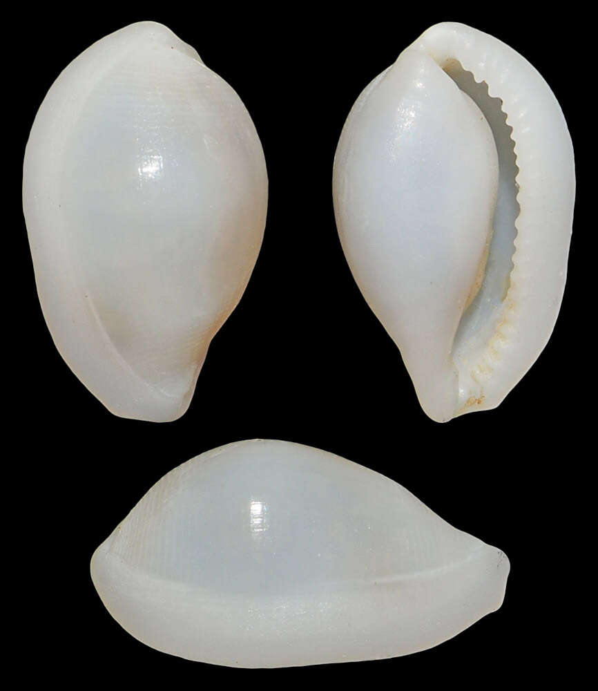 Image of Procalpurnus semistriatus (Pease 1863)