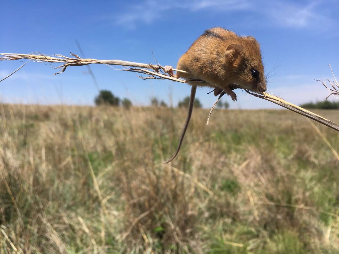 Image of Chestnut African Climbing Mouse