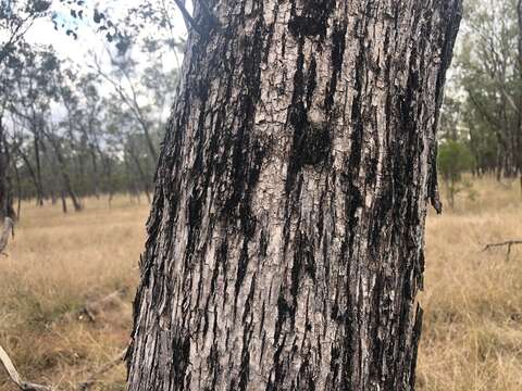 Image of Eucalyptus populnea F. Müll.