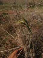 Imagem de Gladiolus longicollis subsp. longicollis