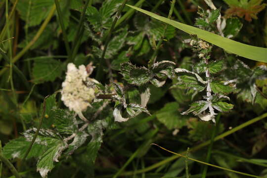 Podosphaera filipendulae (Z. Y. Zhao) T. Z. Liu & U. Braun 2010的圖片