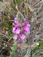 Imagem de Stachys grandidentata Lindl.