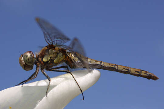 Image of Common Darter