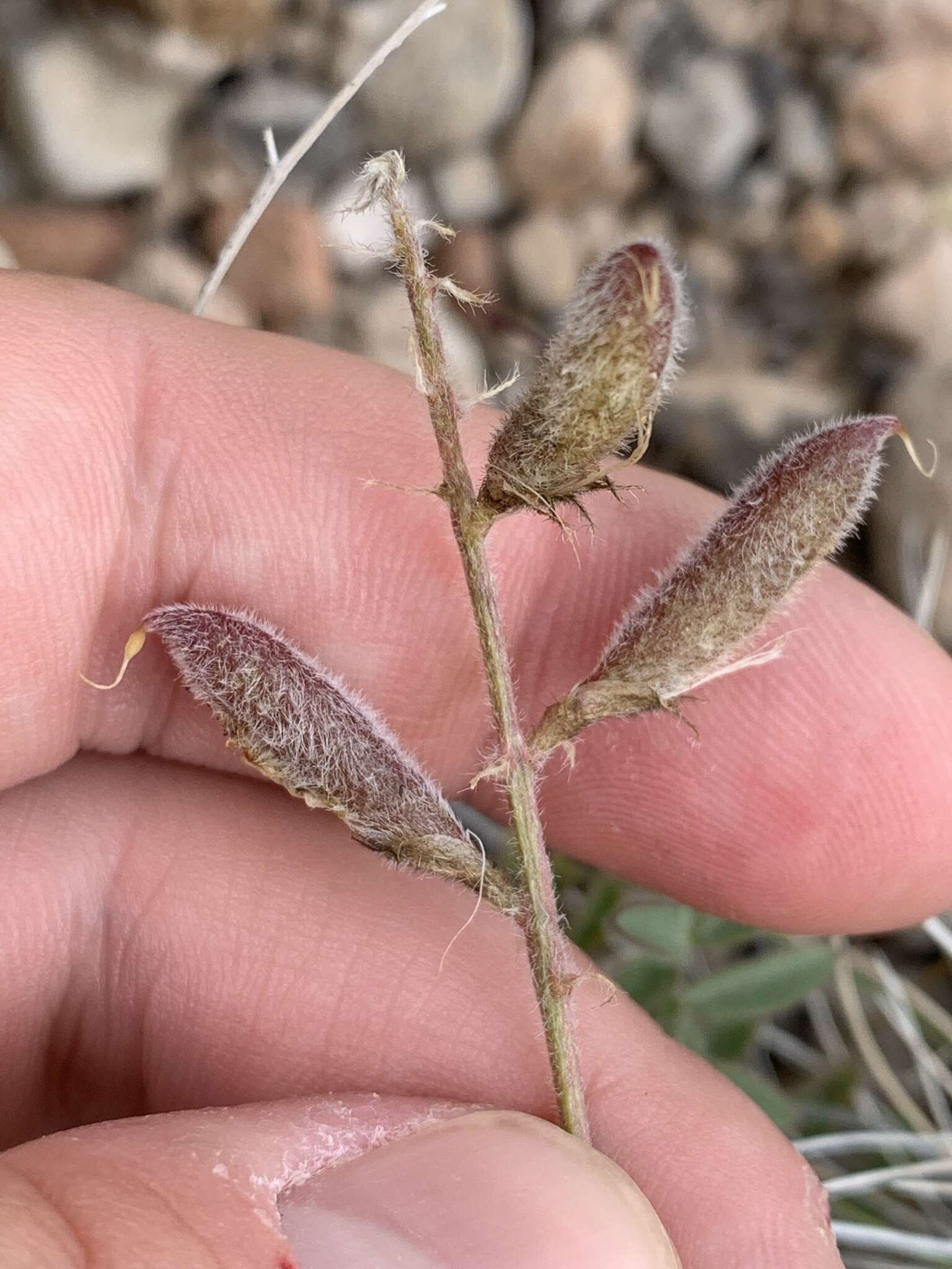 Image of Minthorn's milkvetch