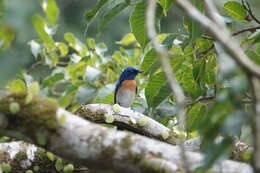 Image of Malaysian Blue Flycatcher