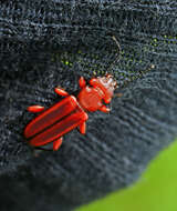 Image of Red Flat Bark Beetle