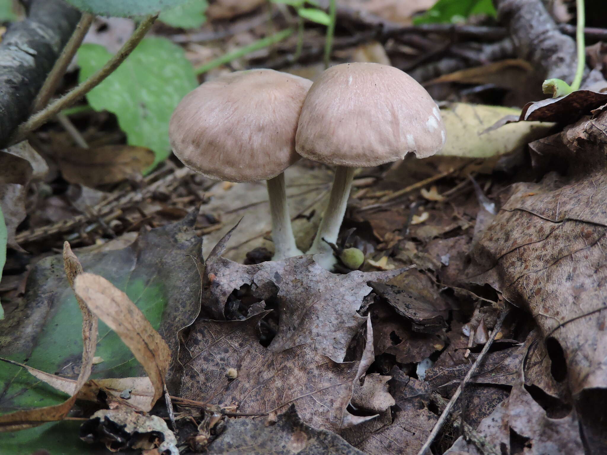 Image of Collybiopsis peronata (Bolton) R. H. Petersen