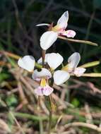 Image of White donkey orchid