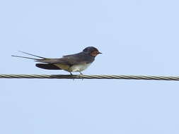 Image of Hirundo Linnaeus 1758