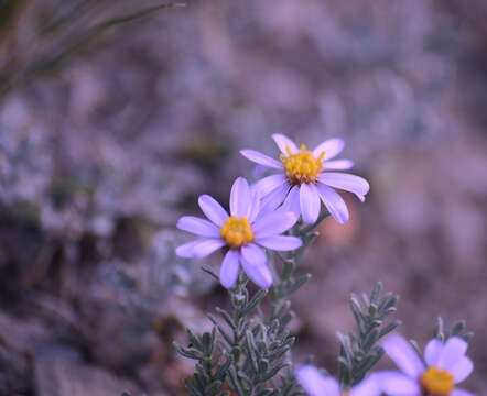 Image of Asterothamnus heteropappoides Novopokr.