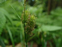 Image of Carex japonica Thunb.