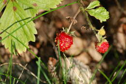 Image of woodland strawberry