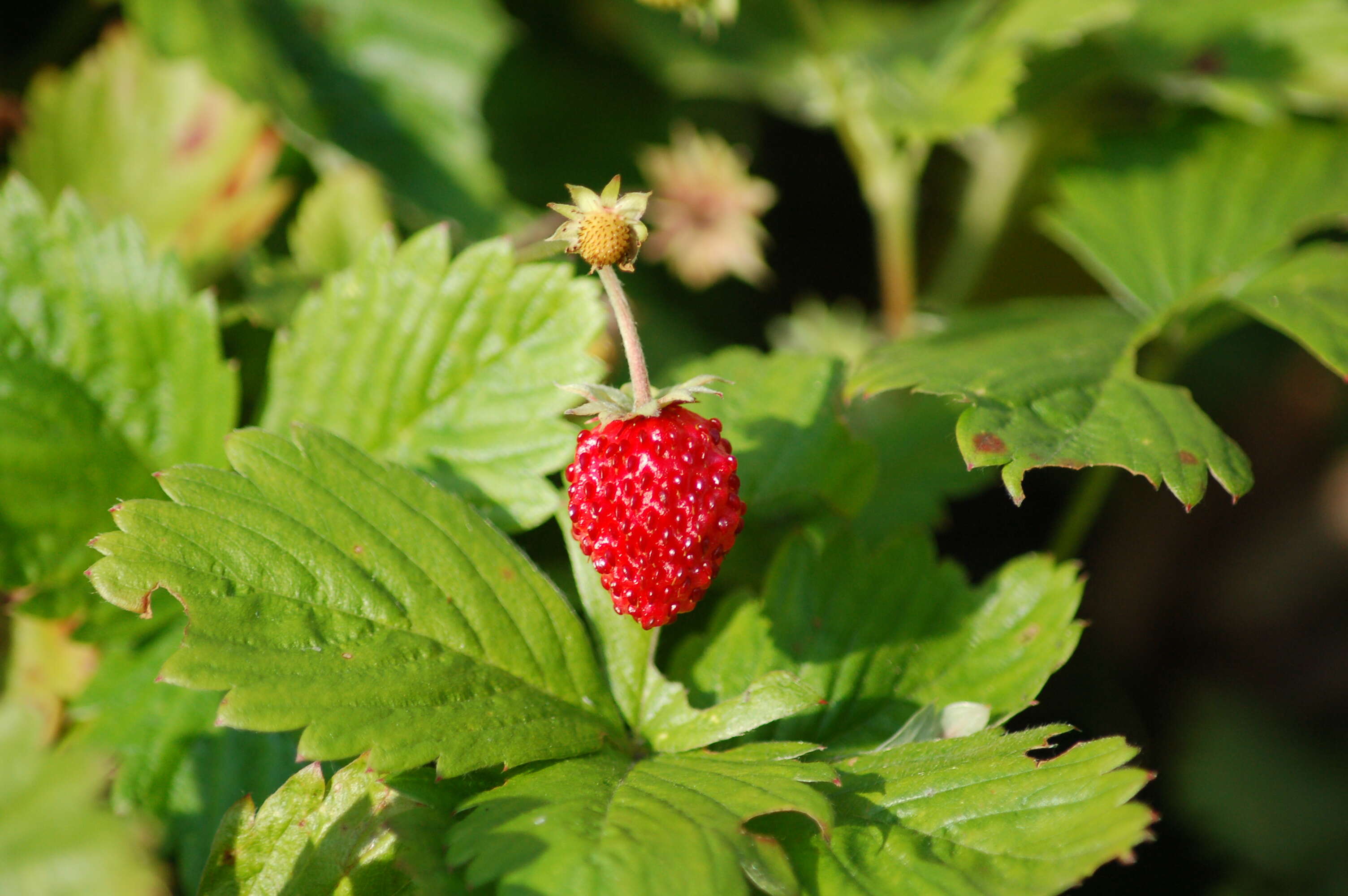 Image of woodland strawberry