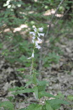 Imagem de Campanula bononiensis L.