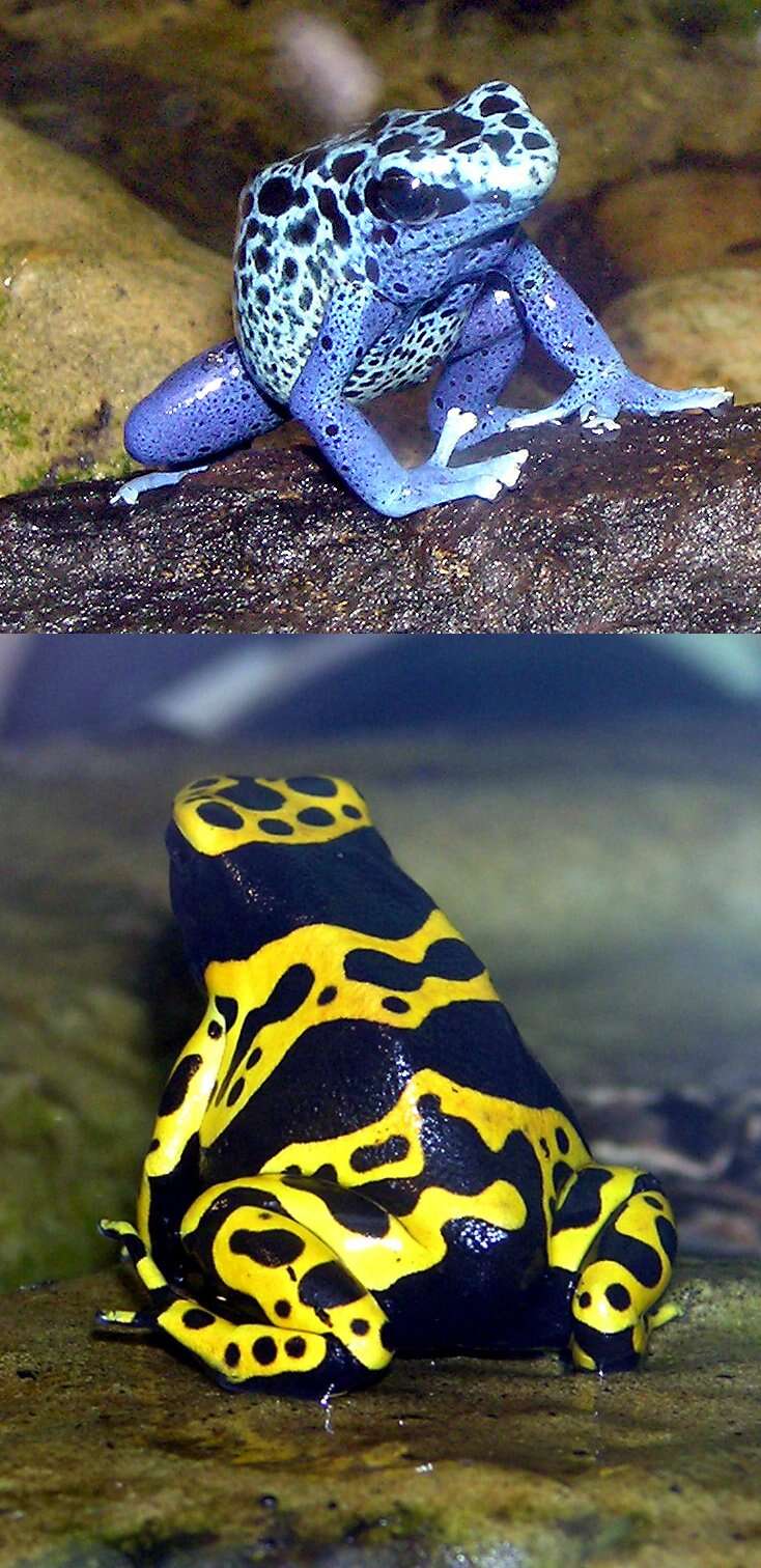 Image of Yellow-headed Poison Frog